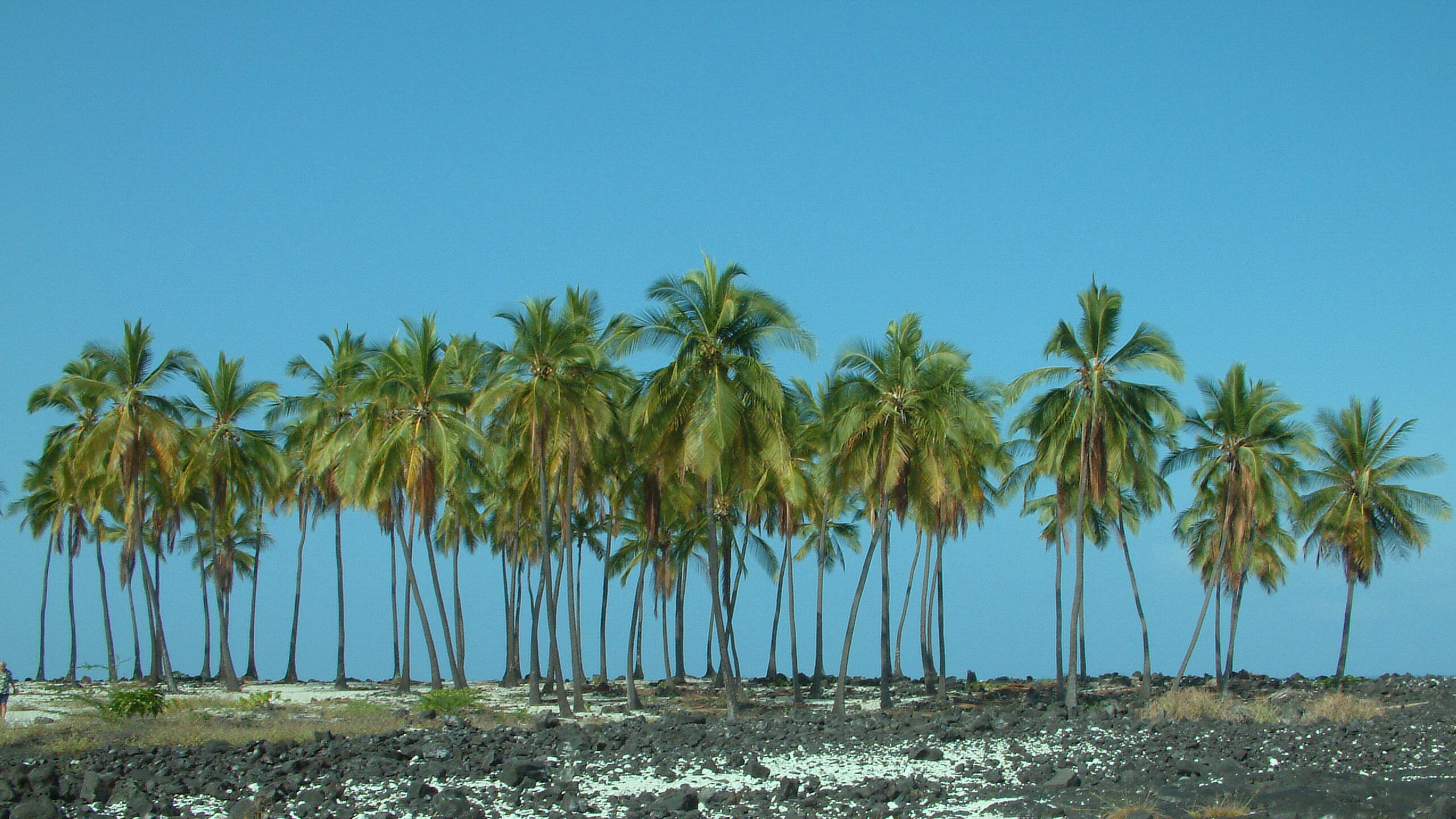 Banner Image 1
